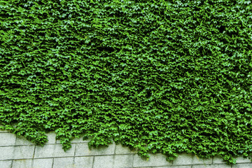绿植墙 绿墙 植物墙