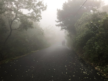 迷雾 山林 小路