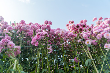 鲜花种植