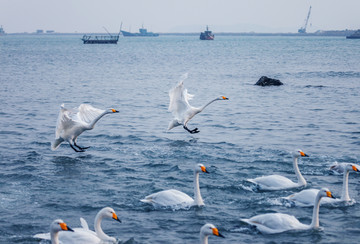 大海天鹅