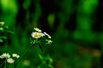 小白花