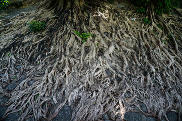 错综复杂的榕树根须