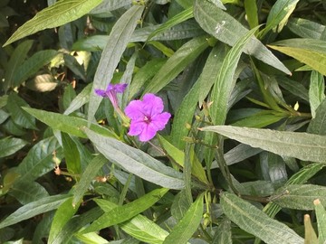 广州中医药大学校内植物