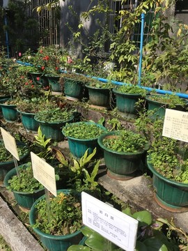 广州中医药大学校内植物