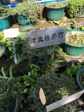 广州中医药大学校内植物