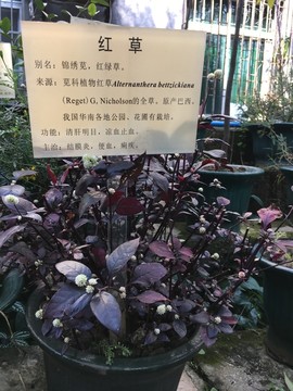 广州中医药大学校内植物