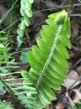 广州中医药大学校内植物