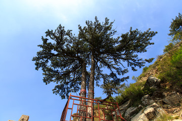 北岳恒山 姊妹松