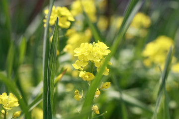 油菜花