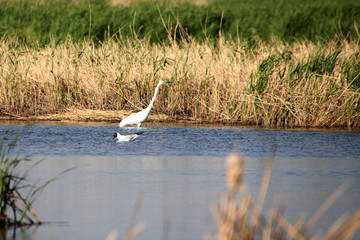 湿地 白鹭 鸥 鸟 水