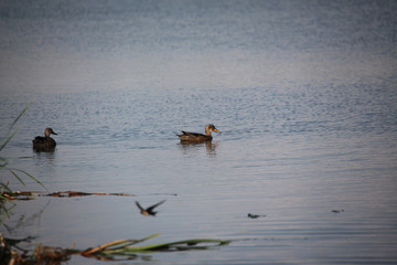 野鸭子 水鸟 鸟 湿地