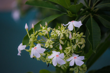 海芒果花