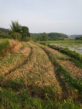 油菜田埂