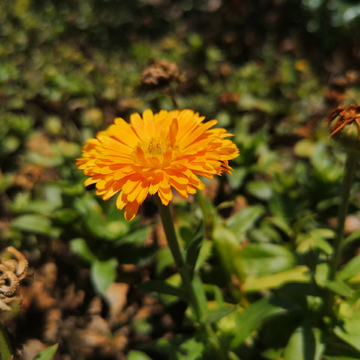 黄菊花