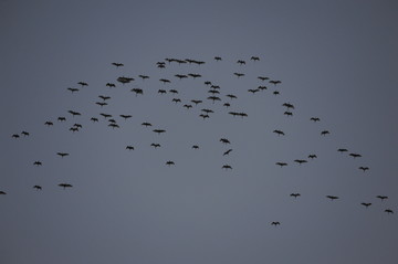 鸟群在灰蓝的天空中自由飞行