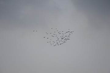 鸟群向远方飞去的剪影