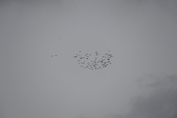 阴霾的天空下一群鸟的剪影