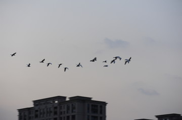 一群鸟飞跃高层建筑的屋顶