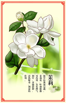 手繪茉莉花海報(bào)插畫