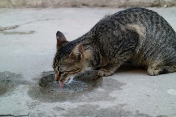 猫 猫在喝水