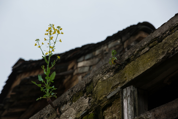 一朵油菜花