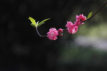 桃花枝头春意闹