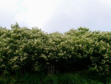 开花的板栗树