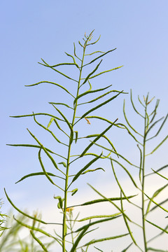 油菜花 果实 油菜籽豆荚