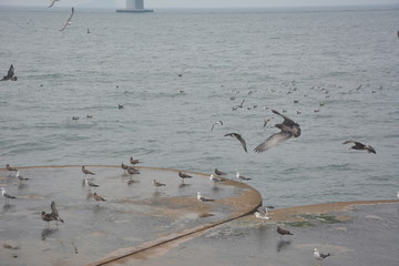 海鸥