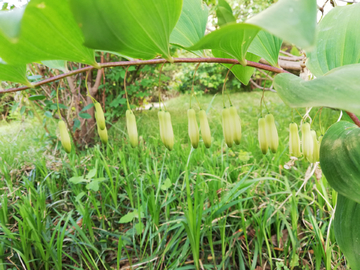 玉竹花