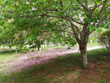 樱花树