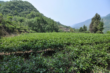 高山绿茶园