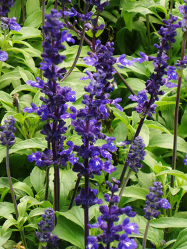 花圃里的紫色小花