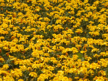 花圃里的黄色小花