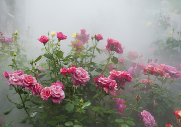 雾里看花 月季花