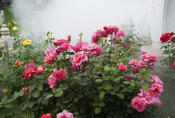 月季花 雾里看花