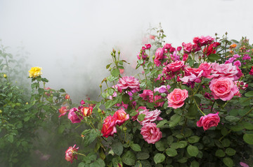 月季花 雾里看花