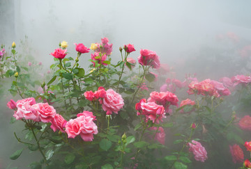 雾里看花 月季花