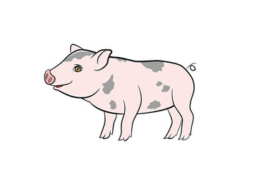 小豬