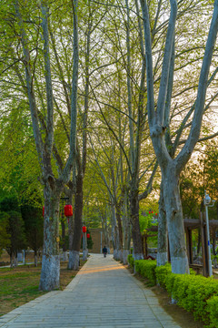 树林小路风景