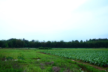 小镇水乡