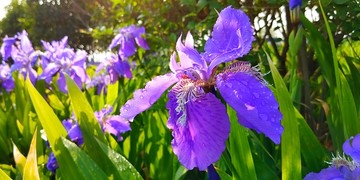 花朵特写