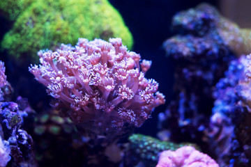 美丽珊瑚