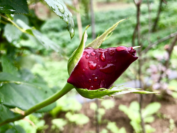 月季花 水珠 花卉