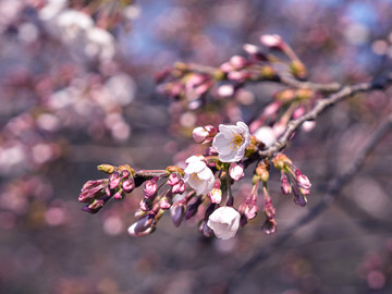 美丽樱花