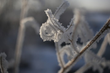 雾淞 雪景 冰天雪地 奇观 玉