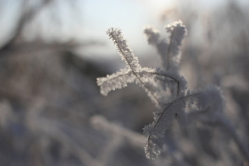 雾淞 雪景 冰天雪地 奇观 玉