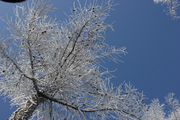 雾淞 雪景 冰天雪地 奇观 玉