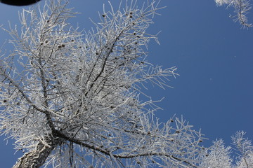 雾淞 雪景 冰天雪地 奇观 玉