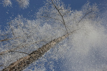 雾淞 雪景 冰天雪地 奇观 玉